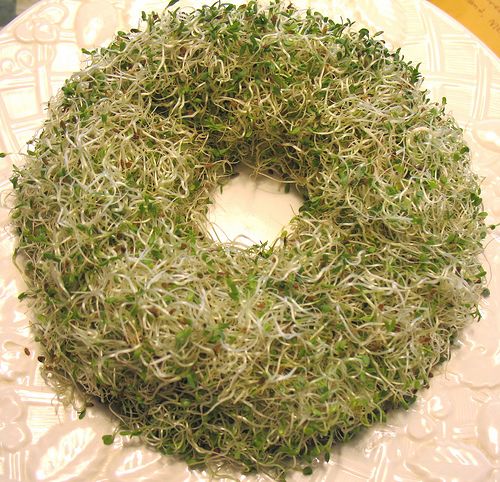 sprouts500